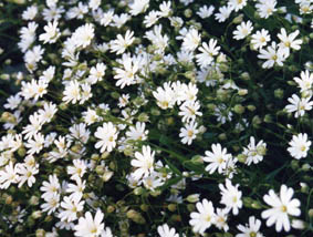 Cerastium arvense